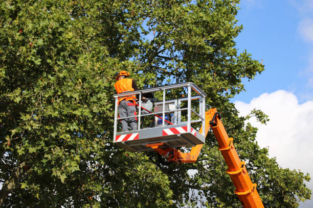 Best Hedge Trimming  in Plentywood, MT