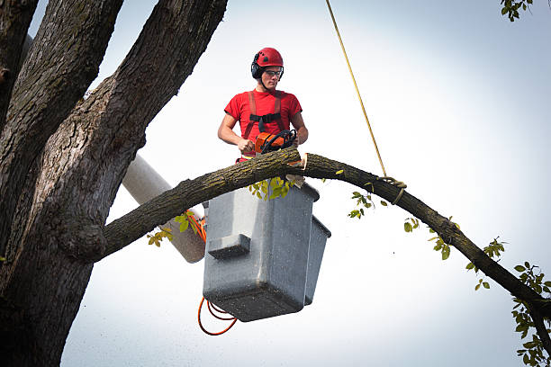 Best Commercial Tree Services  in Plentywood, MT